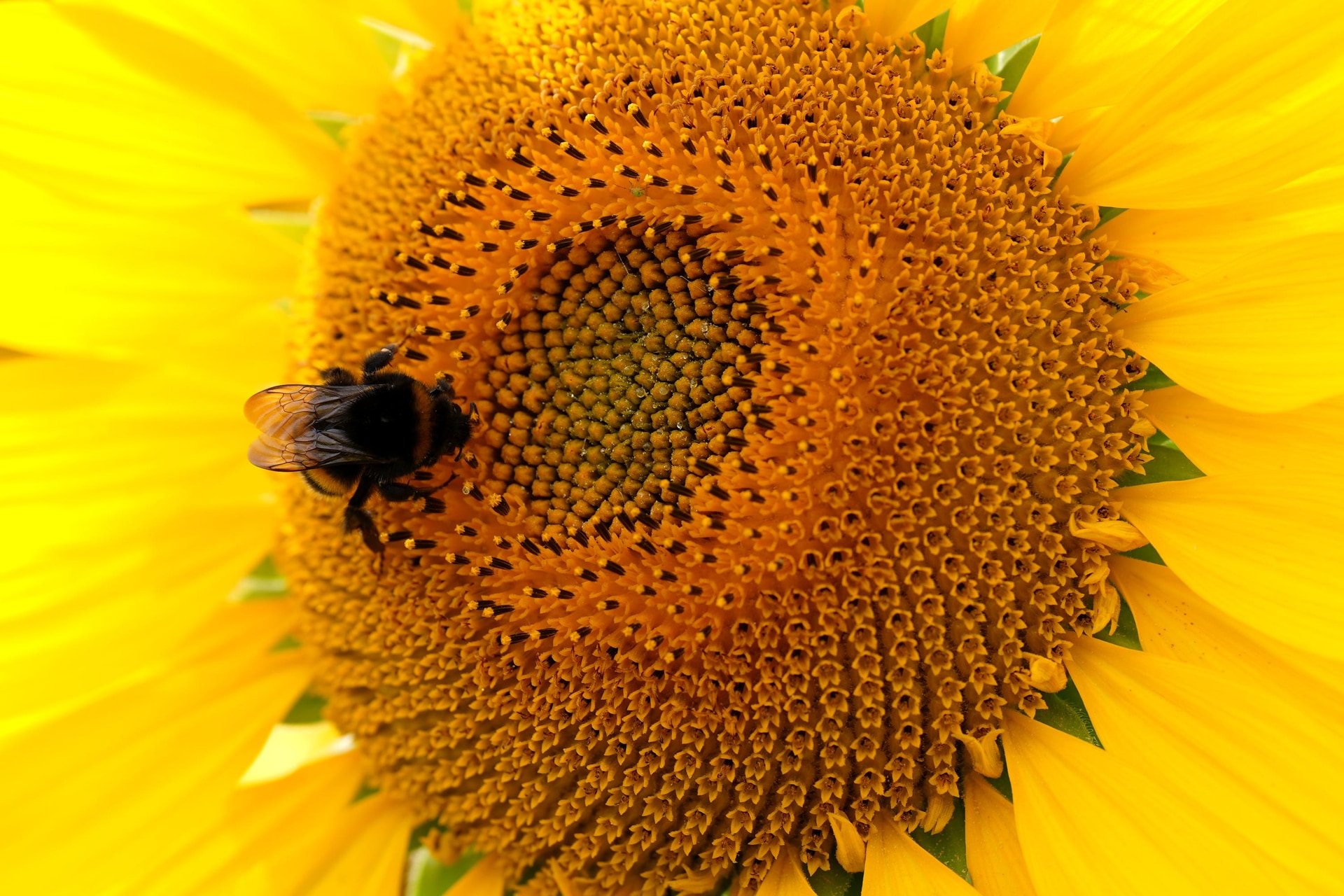 The Government committed to protecting at least 30% of land and sea for nature by 2030 (Joe Giddens/PA).