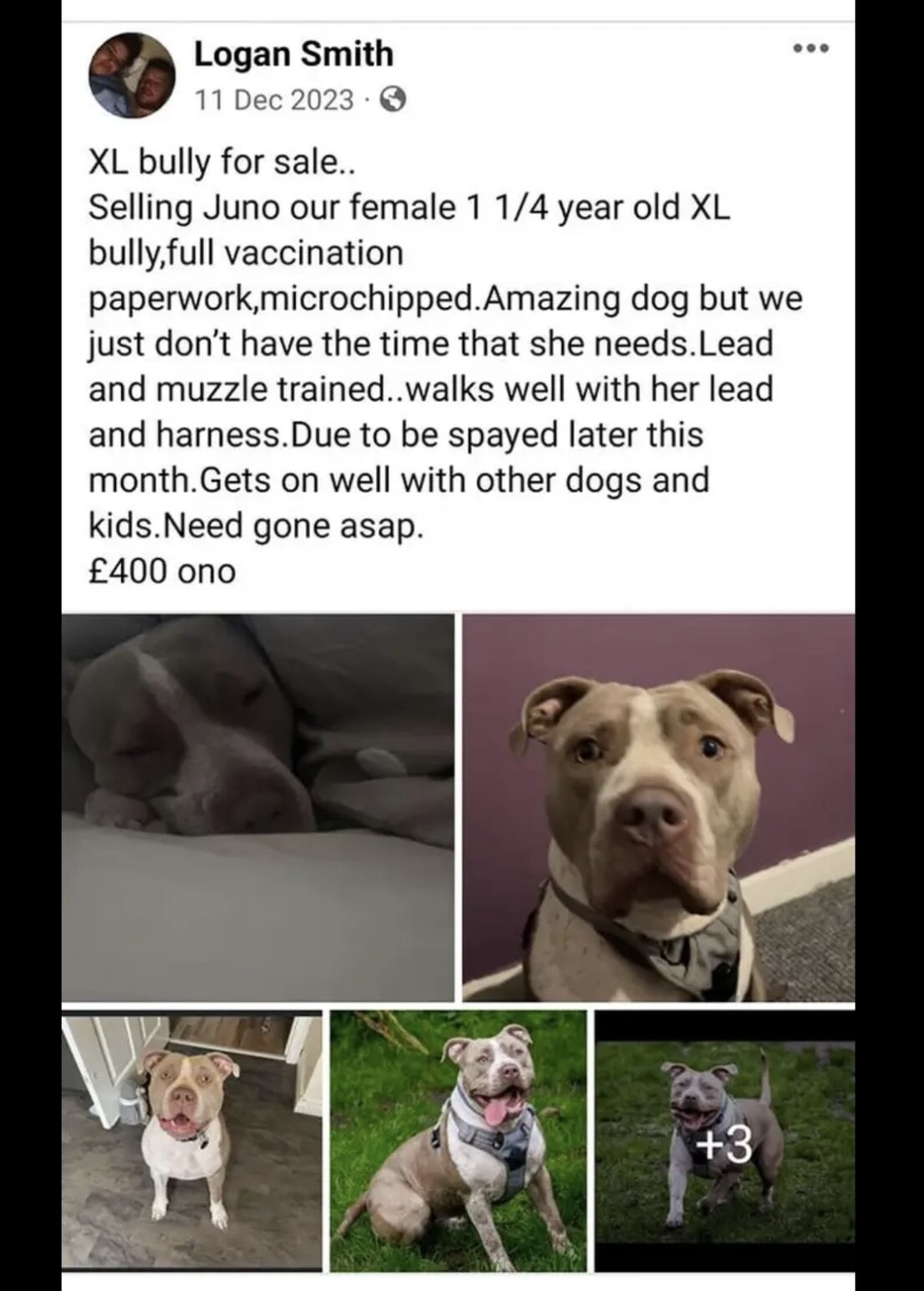 Logan Smith advert selling XL Bully later found dead