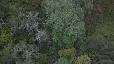 Thousands of trees to be surveyed to help conserve woodlands