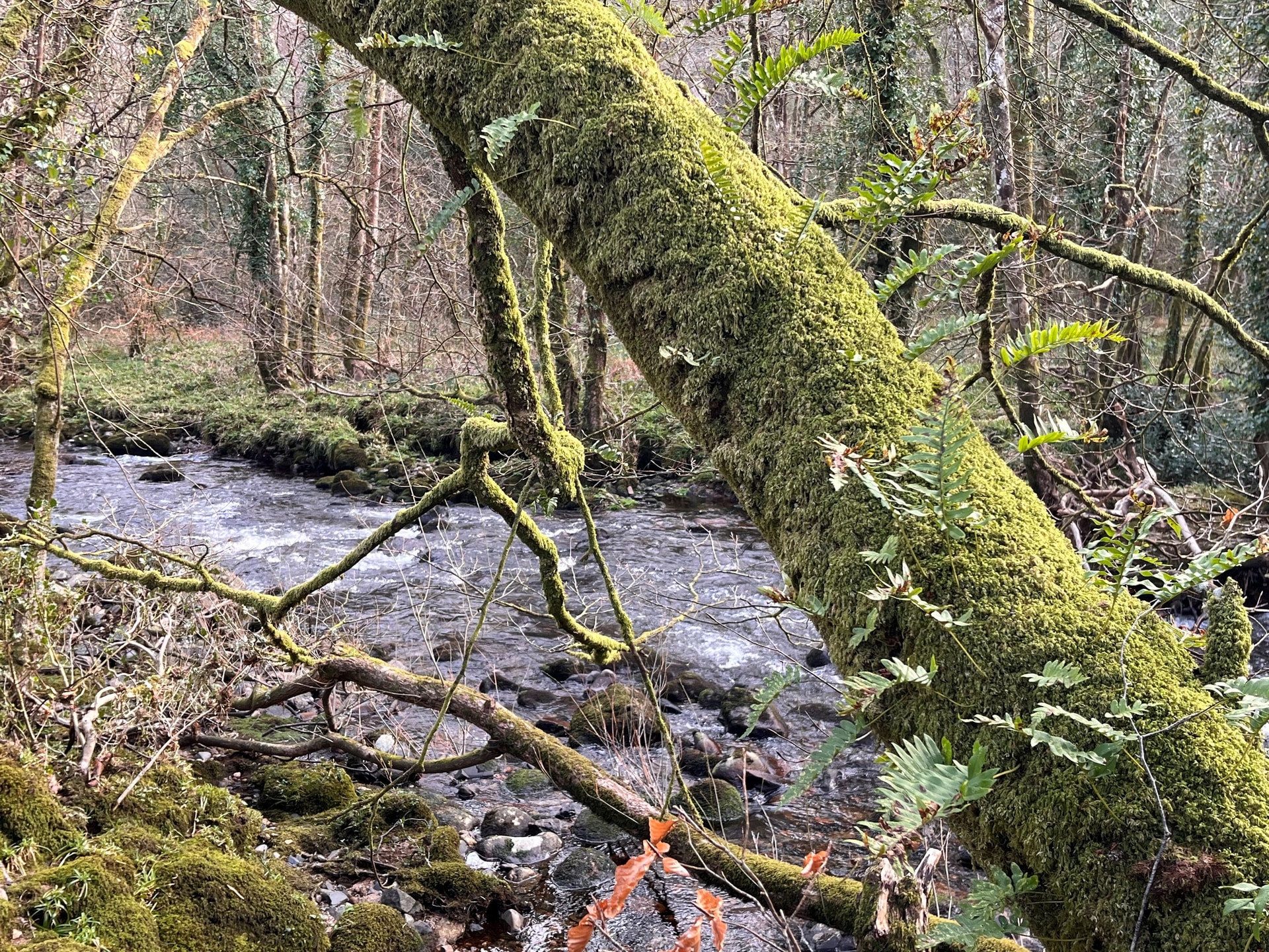 Conservationists are fighting to restore and expand the last remaining fragments of the UK’s rare temperate rainforest (Emily Beament/PA).
