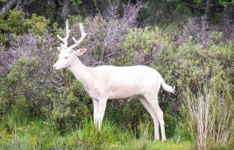 Rare white deer stuns visitors at Scottish beauty spot 
