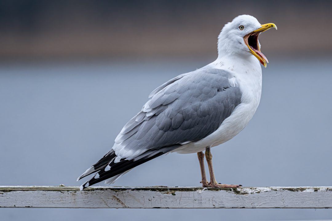 Scottish Government earmarks £100,000 to tackle threat posed by urban gulls