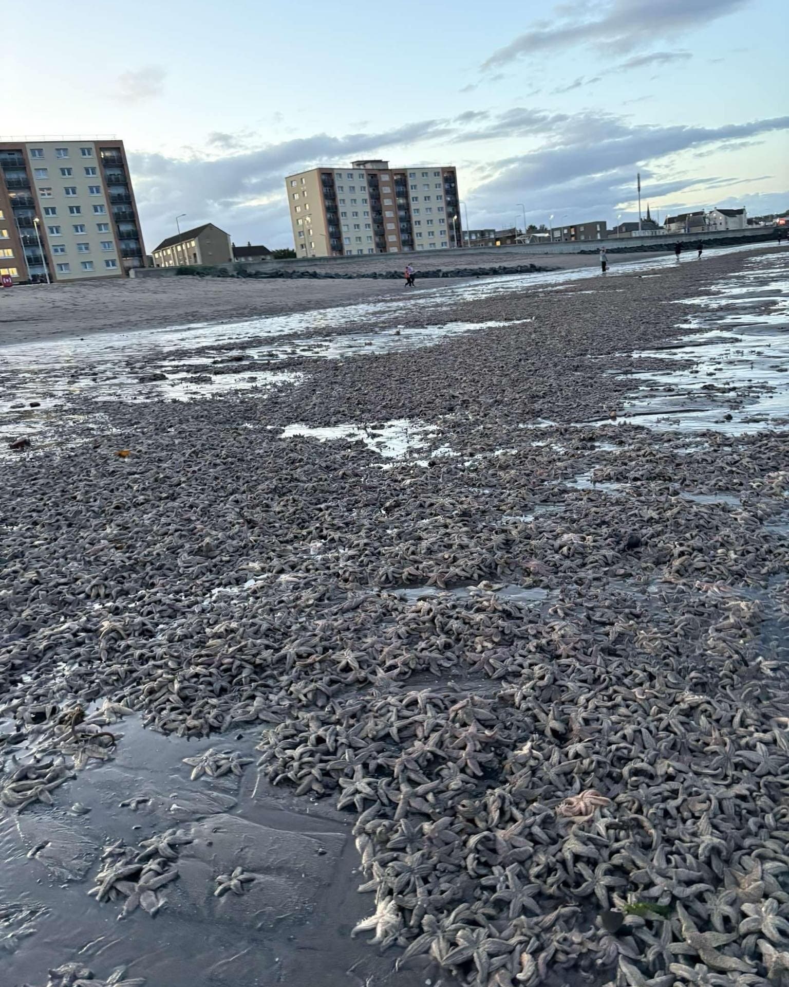 Pictures were shared on social media showing hundreds of the species were discovered along Kirkcaldy beach on Monday.