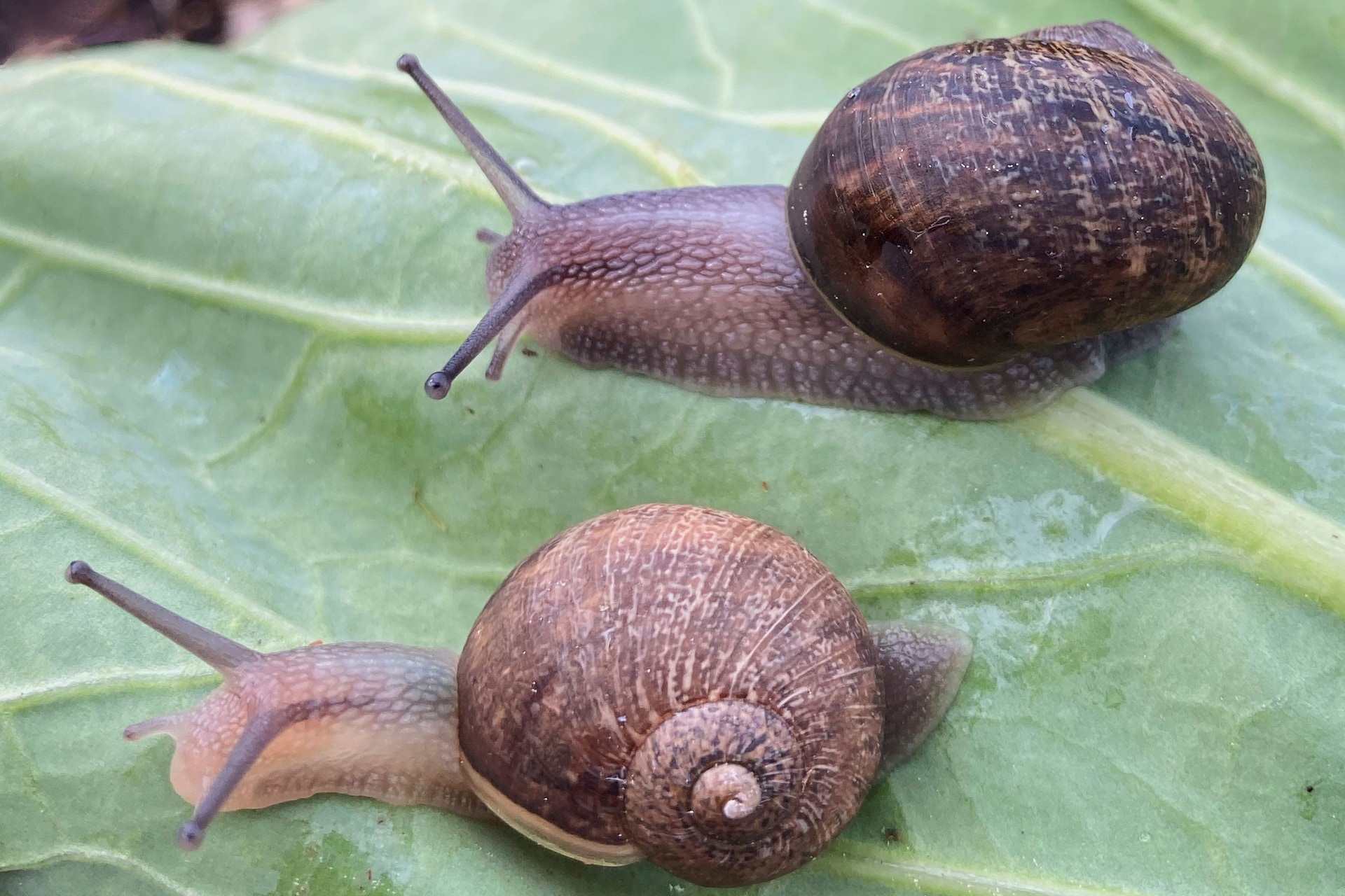 Ned, lower, pictured with a more common right-spiralling snail (Giselle Clarkson via AP)