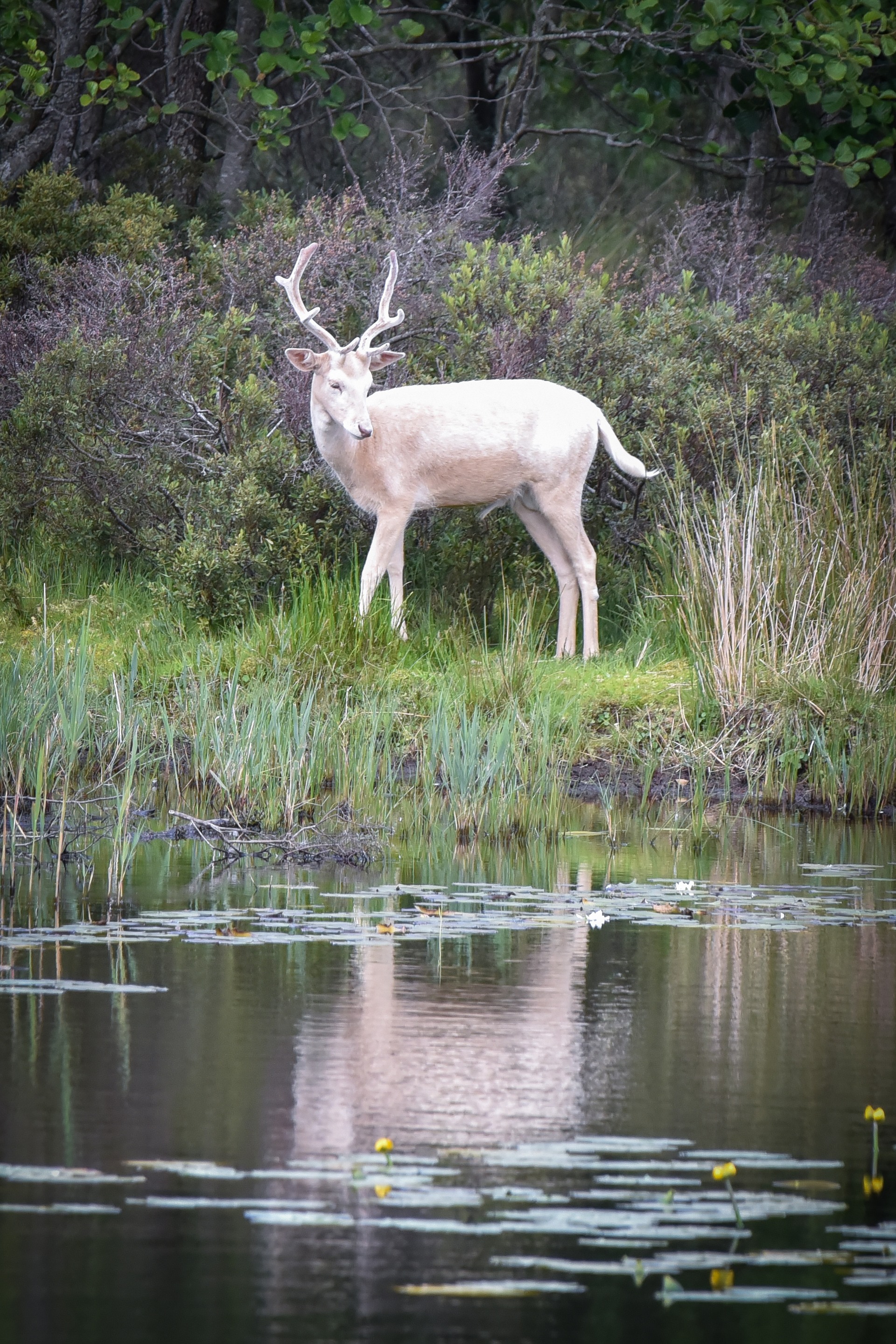 A rare white deer was spotted at the Scottish Wildlife Trust’s Loch of the Lowes Visitor Centre.