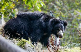 Scotland’s only sloth bear explores new enclosure at Edinburgh Zoo