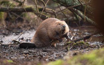 UK risks missing 2030 nature target by a ‘country mile’, green groups warn
