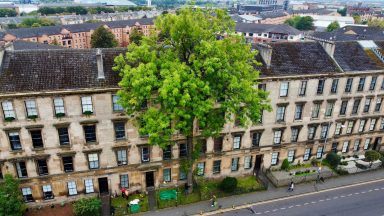Glasgow’s ‘Argyle Street Ash’ wins Tree of the Year 2025 as wildcard entry