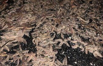 ‘Starfish apocalypse’ as thousands wash up on beach in Kirkcaldy