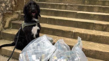 Search dog sniffs out thousands of pounds worth of illicit tobacco across Moray