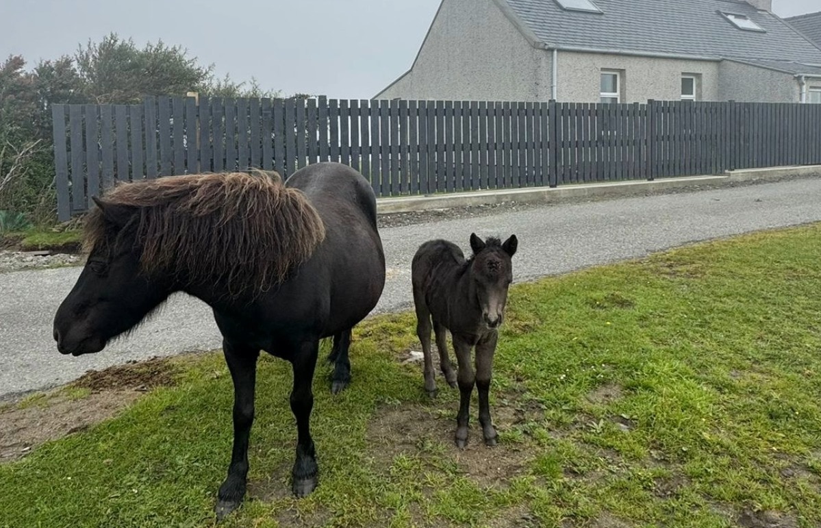 Donald described the foals as 'family pets'.