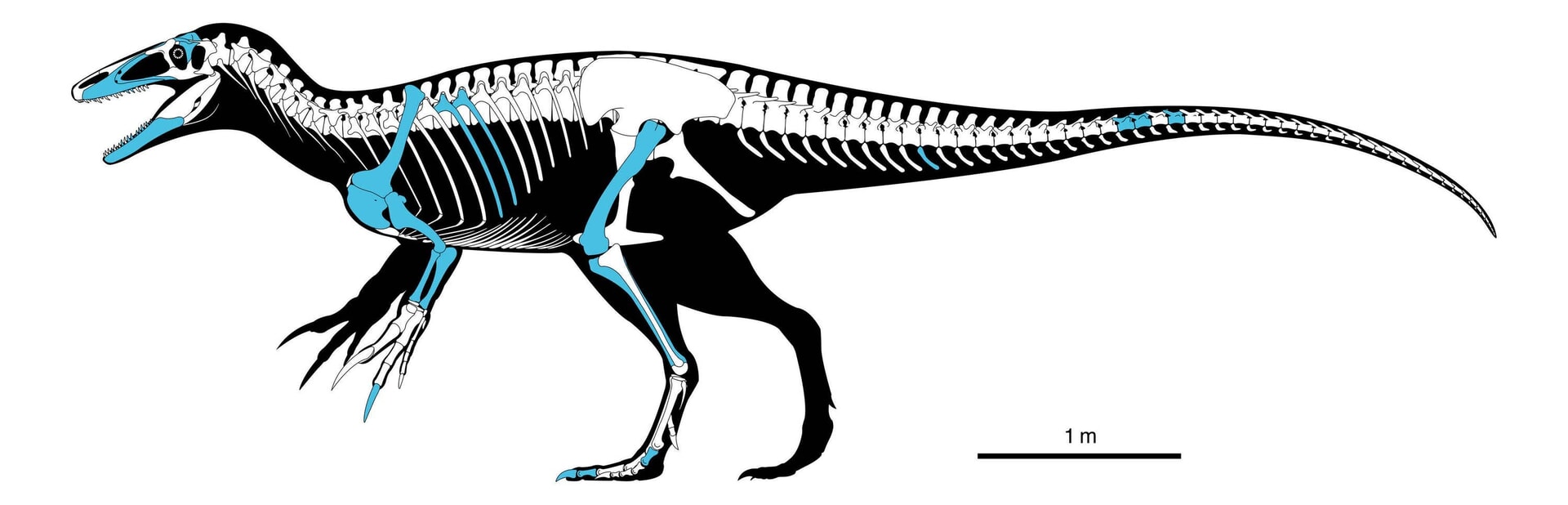 What the dinosaur may have looked like, with the bones that were uncovered in blue.