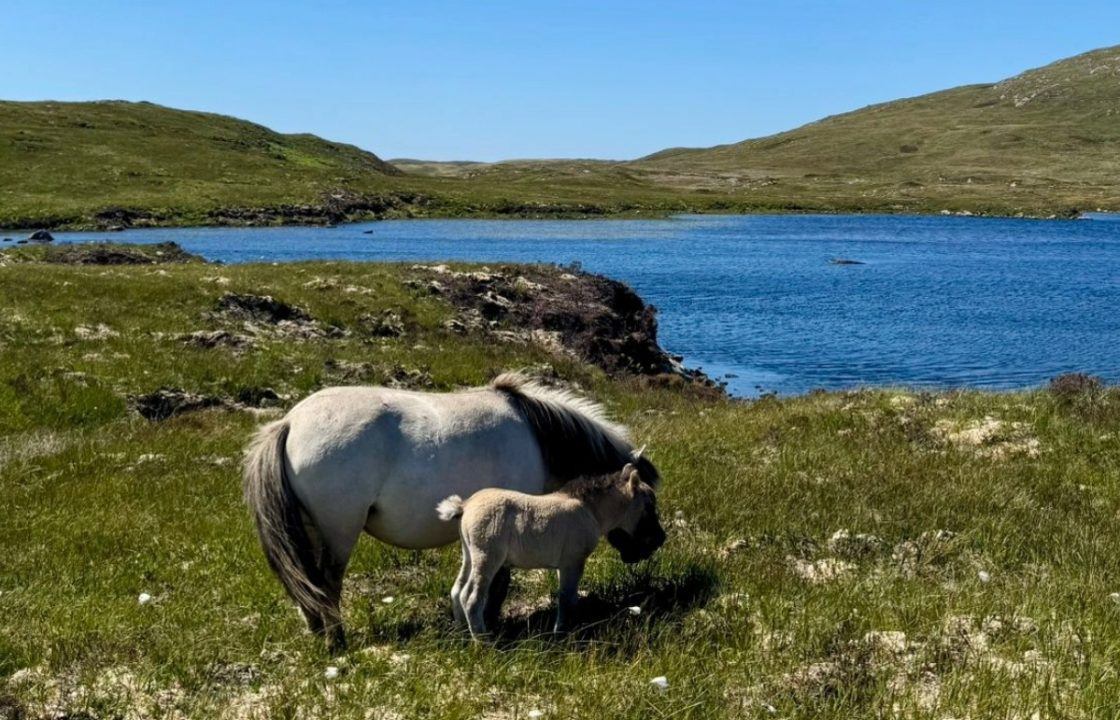 Farmer ‘heartbroken’ amid claims sea eagles stealing Shetland pony foals from South Uist farm