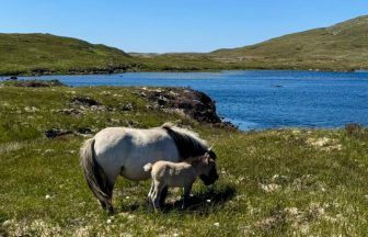 Farmer ‘heartbroken’ amid claims sea eagles stealing Shetland pony foals from South Uist farm