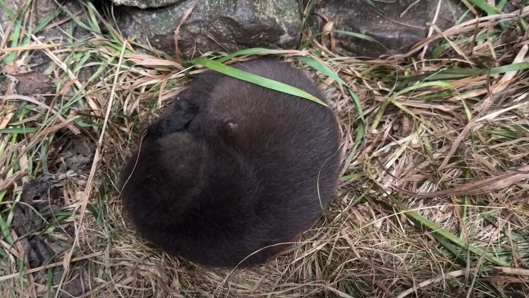 An otter cub was found in a pile of straw in an outhouse