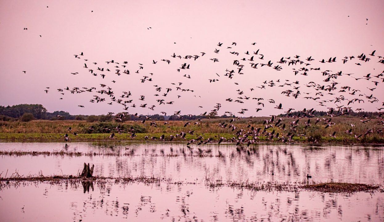 Tens of thousands of pink footed geese arrive in Scotland after 800-mile journey