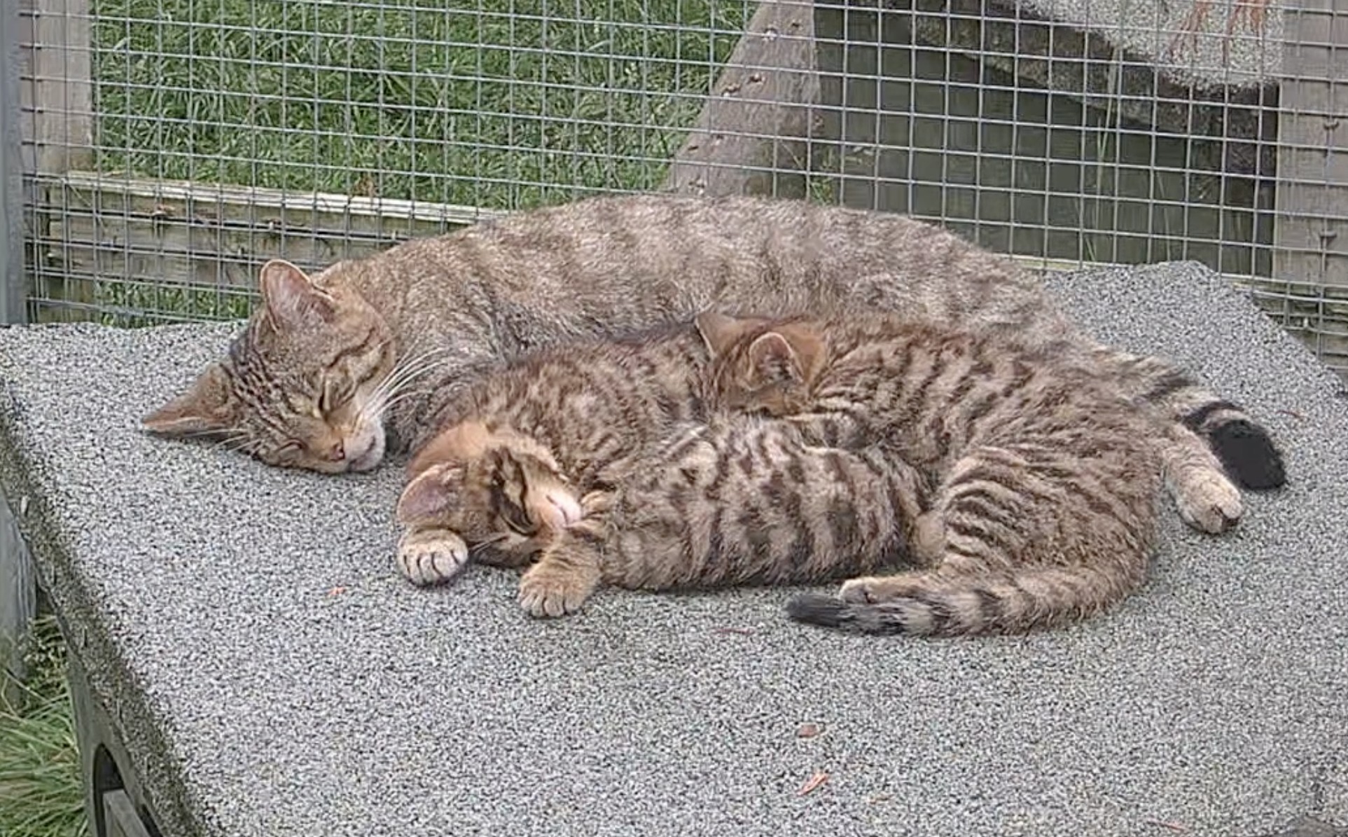 Four wildcat kittens have been born at the Saving Wildcats conservation breeding for release centre at the Royal Zoological Society of Scotland’s (RZSS) Highland Wildlife Park.