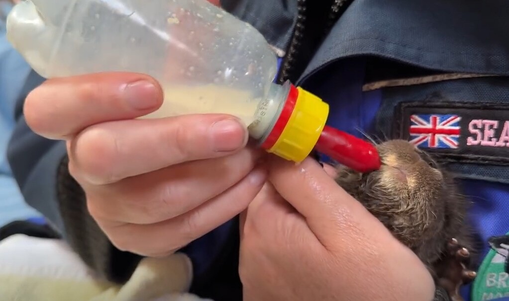 Otter cub treated by Hillswick Wildlife Sanctuary