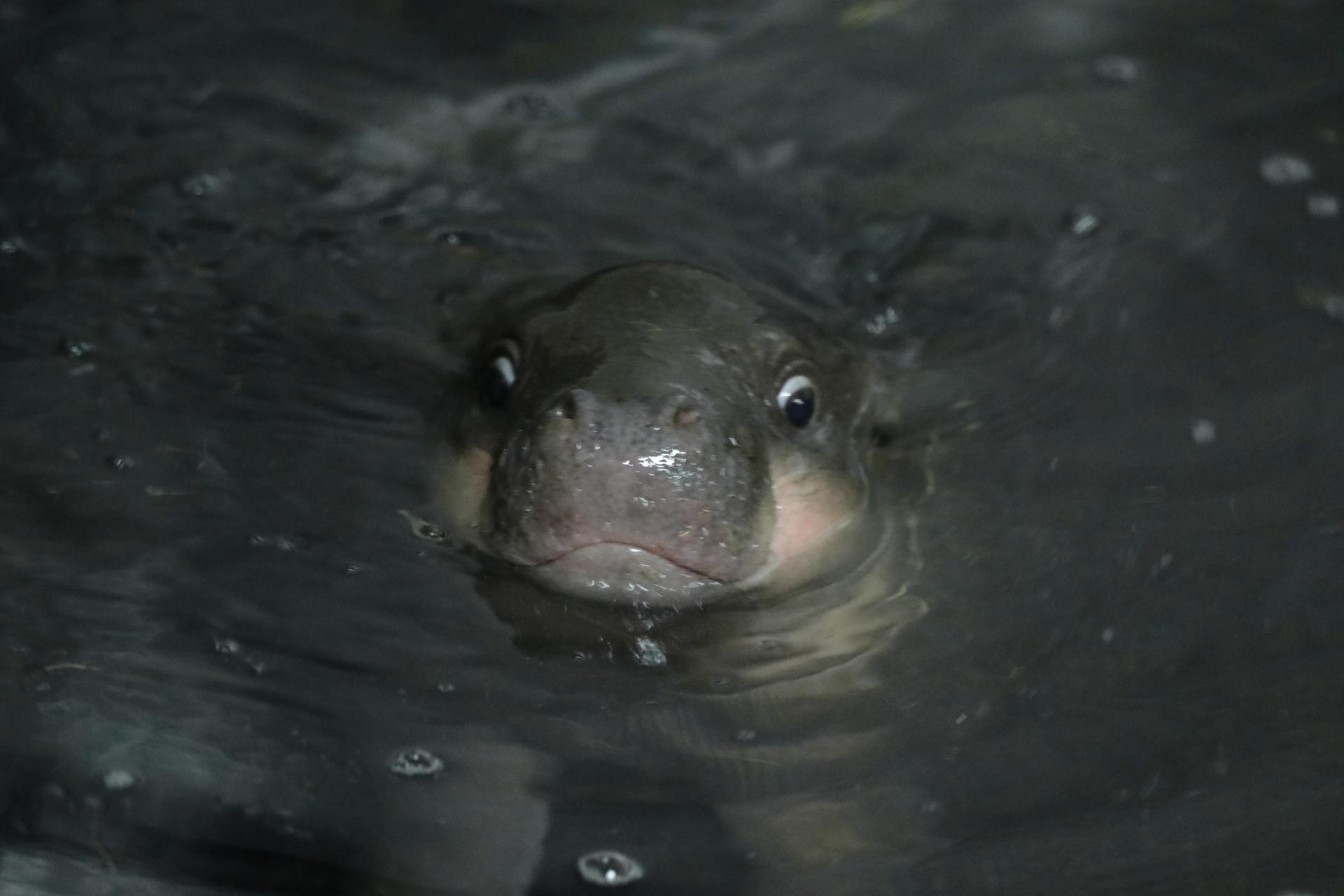 Haggis will be moving to a new zoo to take part in a breeding programme.