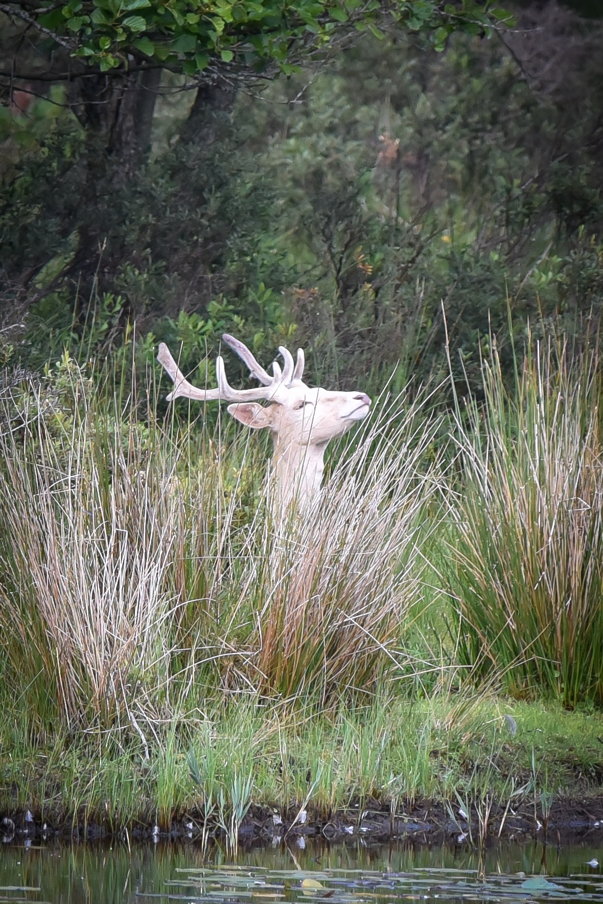 A rare white deer was spotted at the Scottish Wildlife Trust’s Loch of the Lowes Visitor Centre.