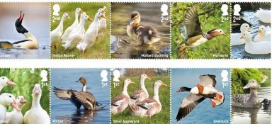 Royal Mail issues quacking collection of stamps celebrating duck species