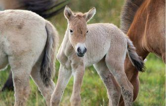 Second endangered foal born at wildlife park meets neigh-bours