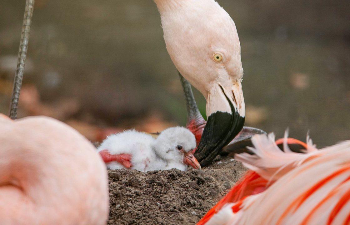 Edinburgh Zoo welcomes first baby flamingo in almost a decade