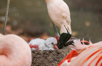 Edinburgh Zoo welcomes first baby flamingo in almost a decade