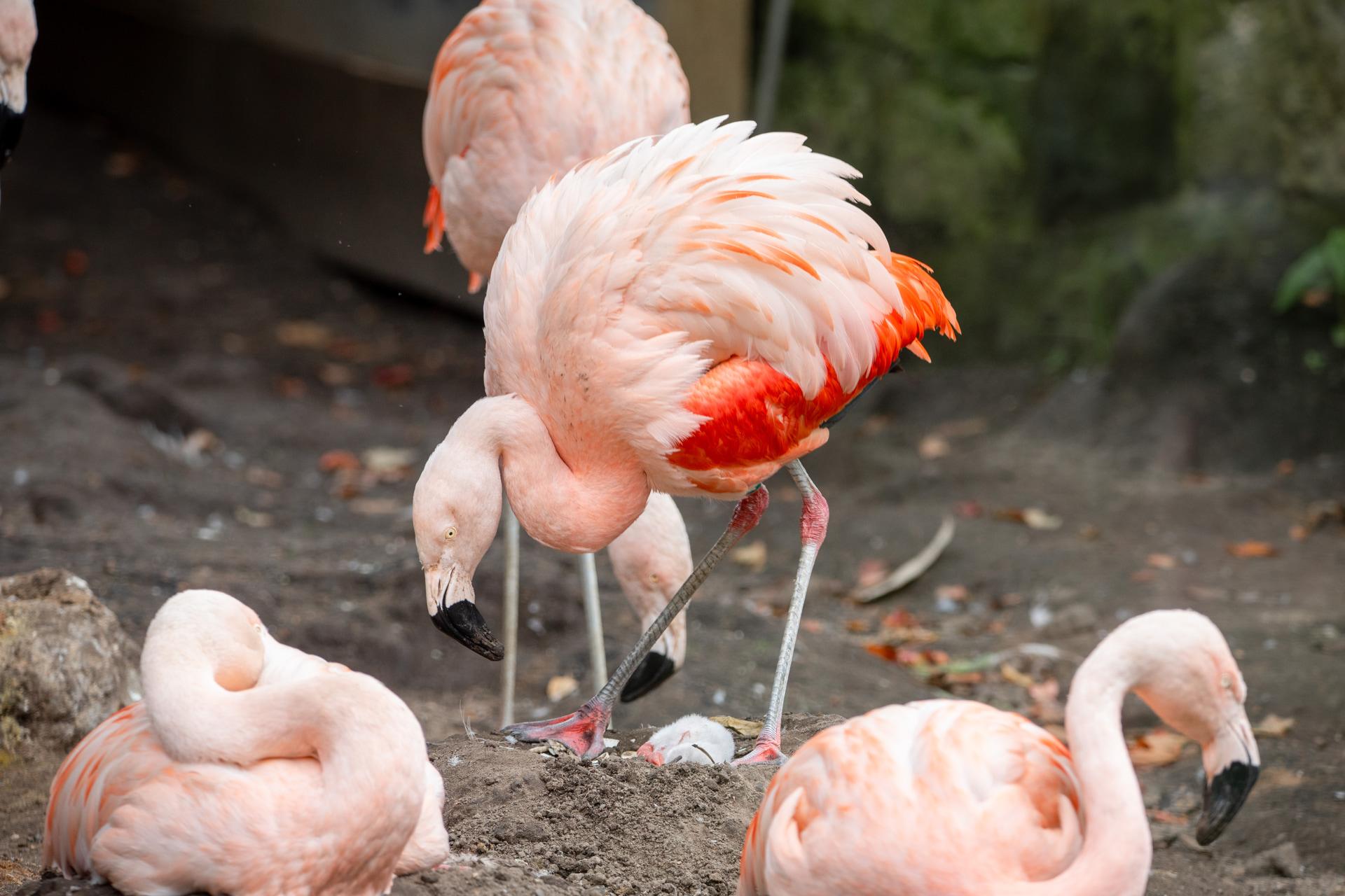 The chick's arrival marks the first flamingo baby in nine years.