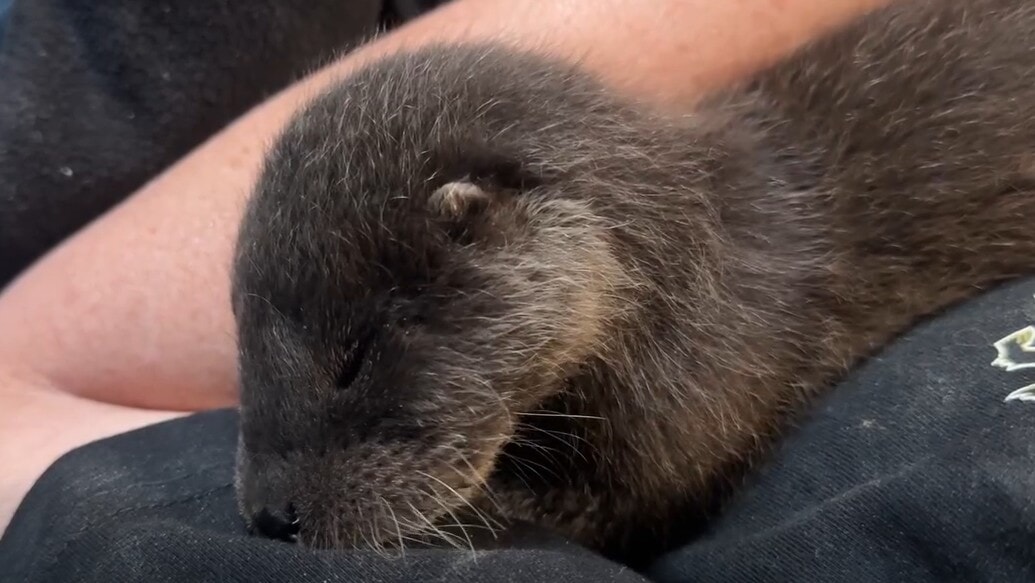 The cub will be looked after at Hillswick Wildlife Sanctuary