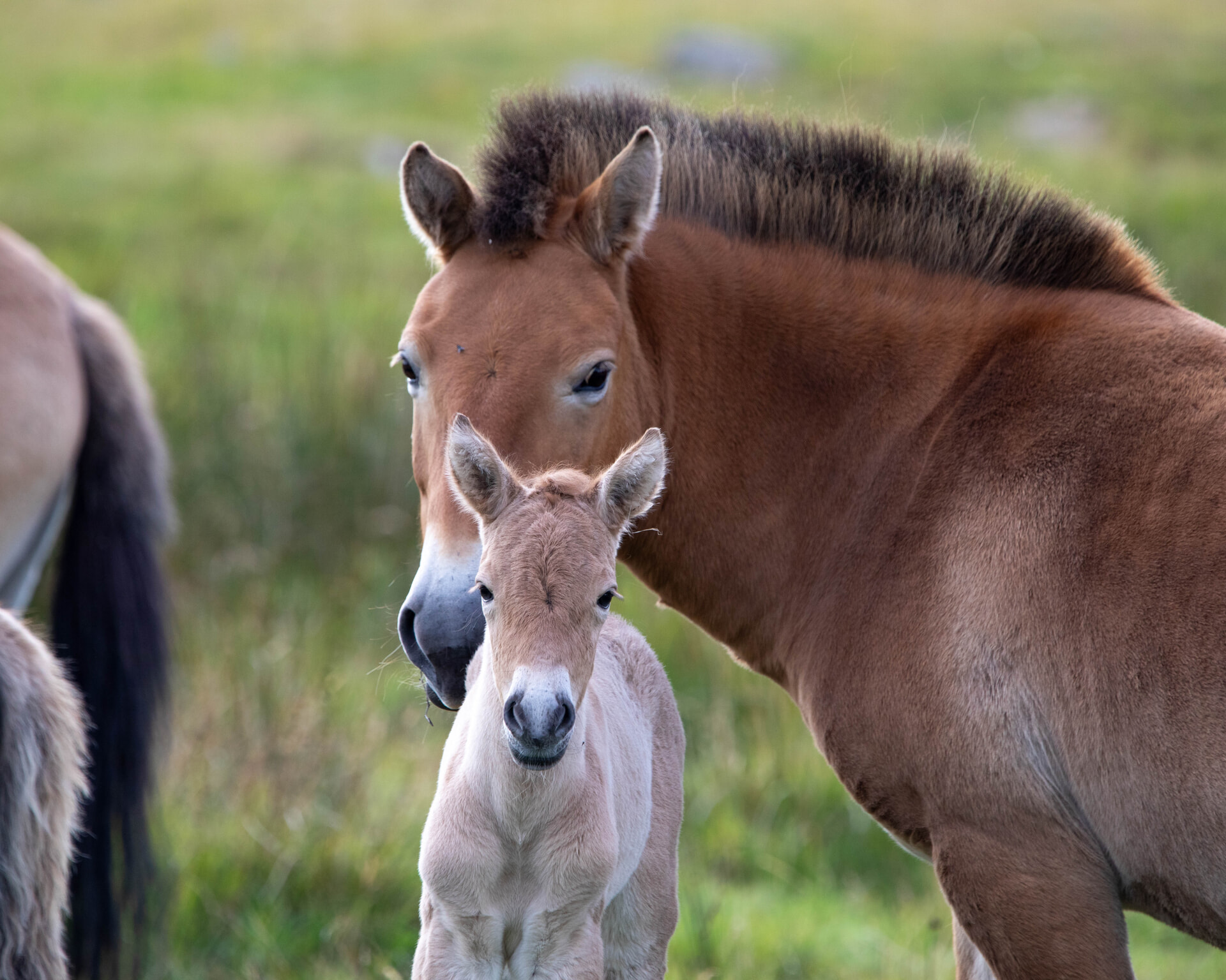 The Przewalski horse, named Gegee, was born earlier this month.
