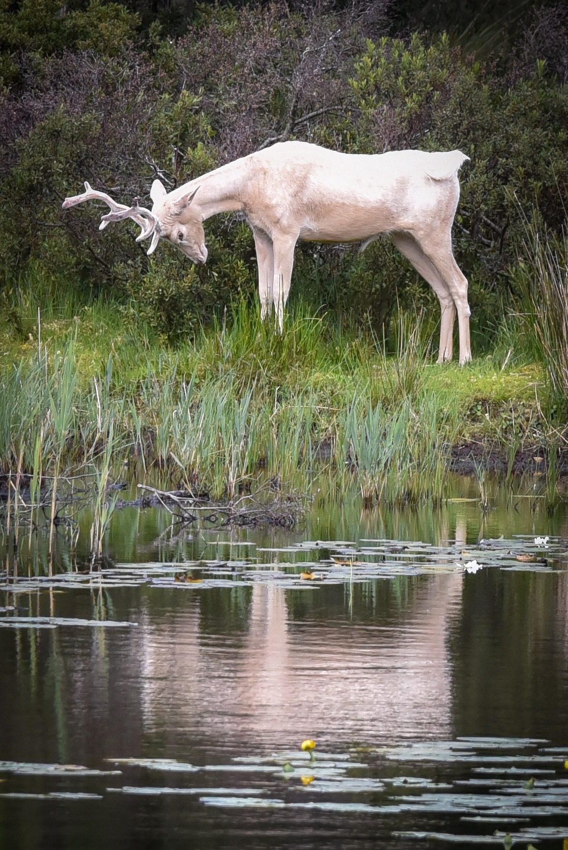 A rare white deer was spotted at the Scottish Wildlife Trust’s Loch of the Lowes Visitor Centre.