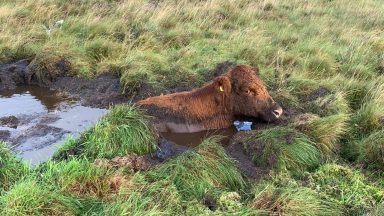 Cow rescued from Highland ditch after getting stuck in mud