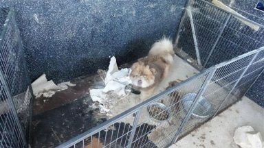 Dogs put down after being kept in shed ‘covered in faeces’