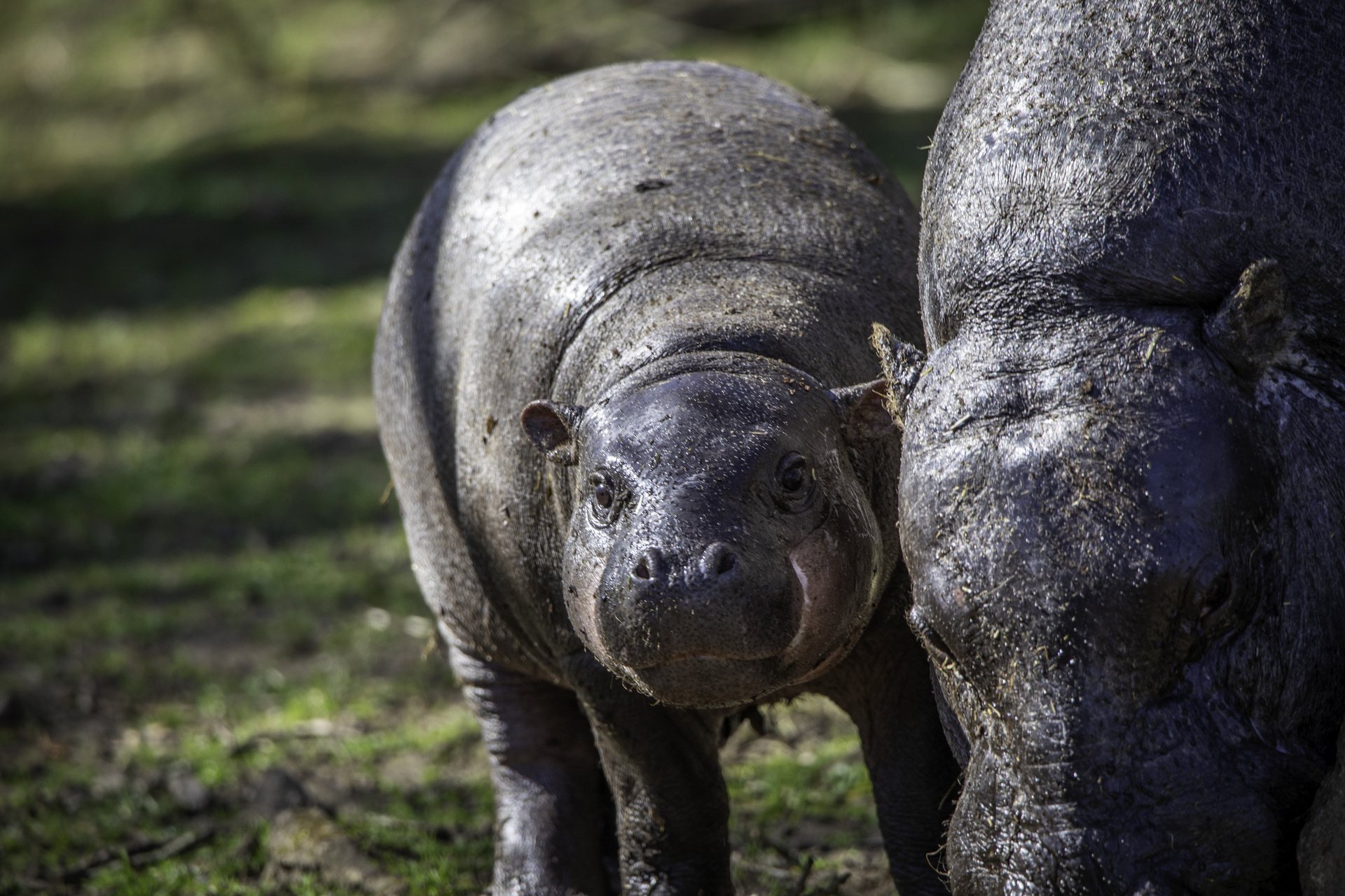 Haggis was born last year at Edinburgh Zoo.