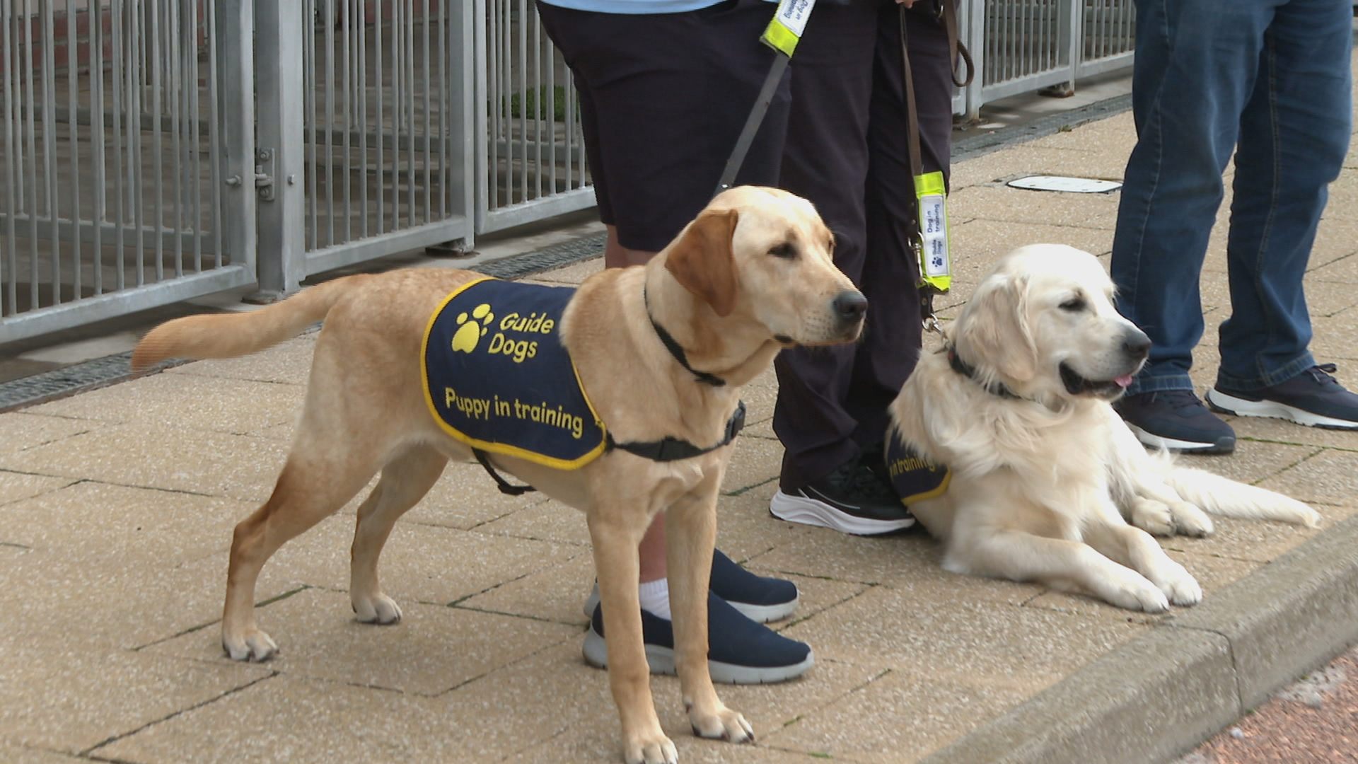 Guide dogs at the Forfar training centre