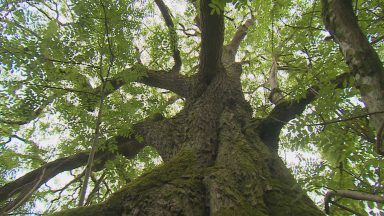 Survey of thousands of Scotland’s trees aims to protect ancient woodlands