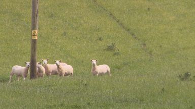 New genetic studies hoped to reverse declining sheep numbers