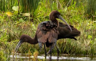Rare Glossy Ibis bird spotted at Scottish nature reserve for first time amid increase in sightings