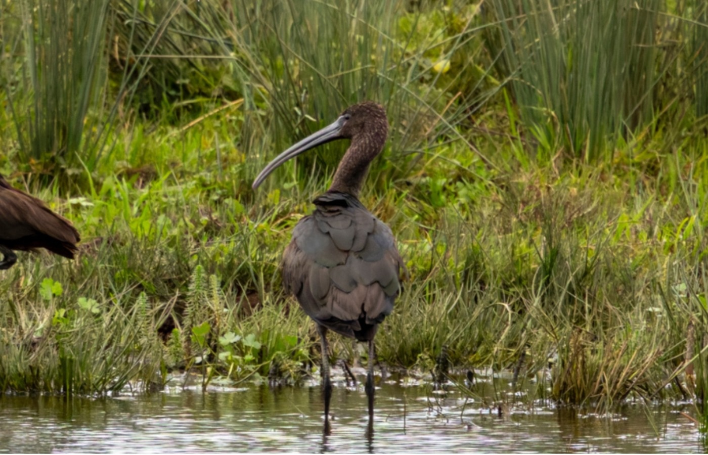 The Glossy Ibis was spotted at RSPB Lochwinnoch nature reserve for the first time ever on Saturday.
