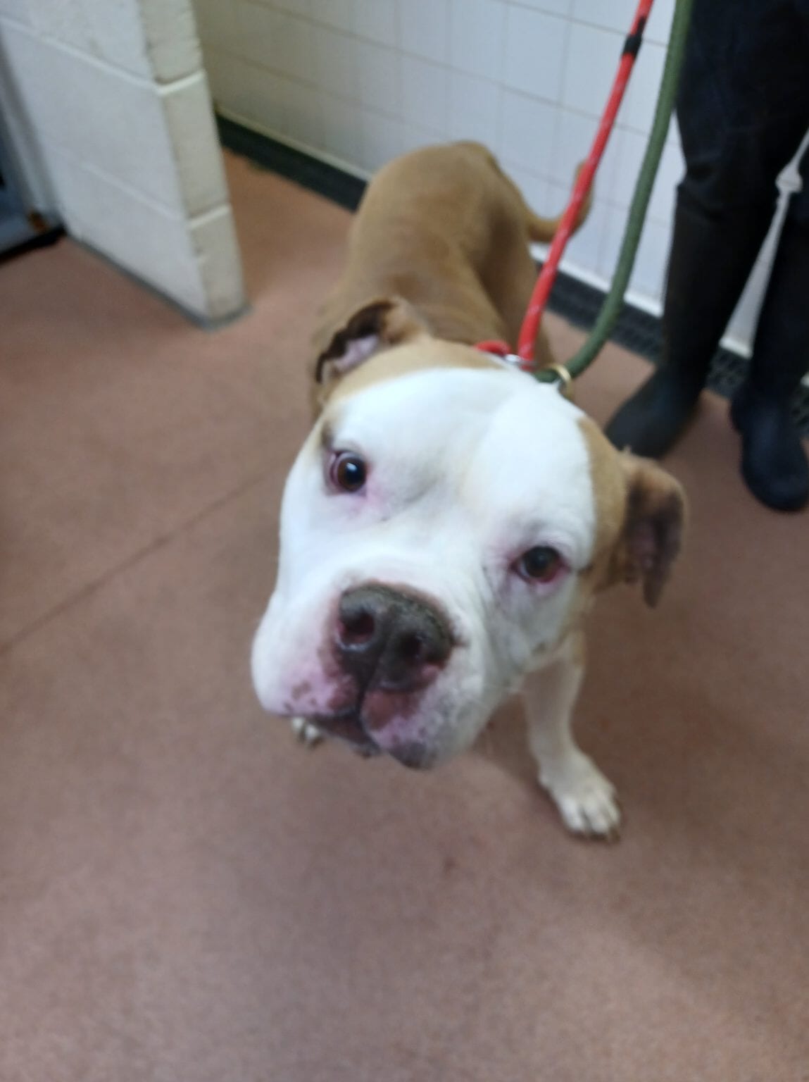 Diesel after being taken into SSPCA care