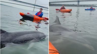 Watch moment dolphin swims alongside stunned kayakers under Forth Bridge