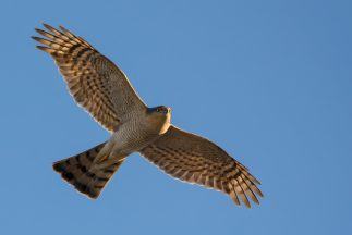 Sparrowhawk suffered ‘harrowing’ death after being poisoned in Aberdeenshire