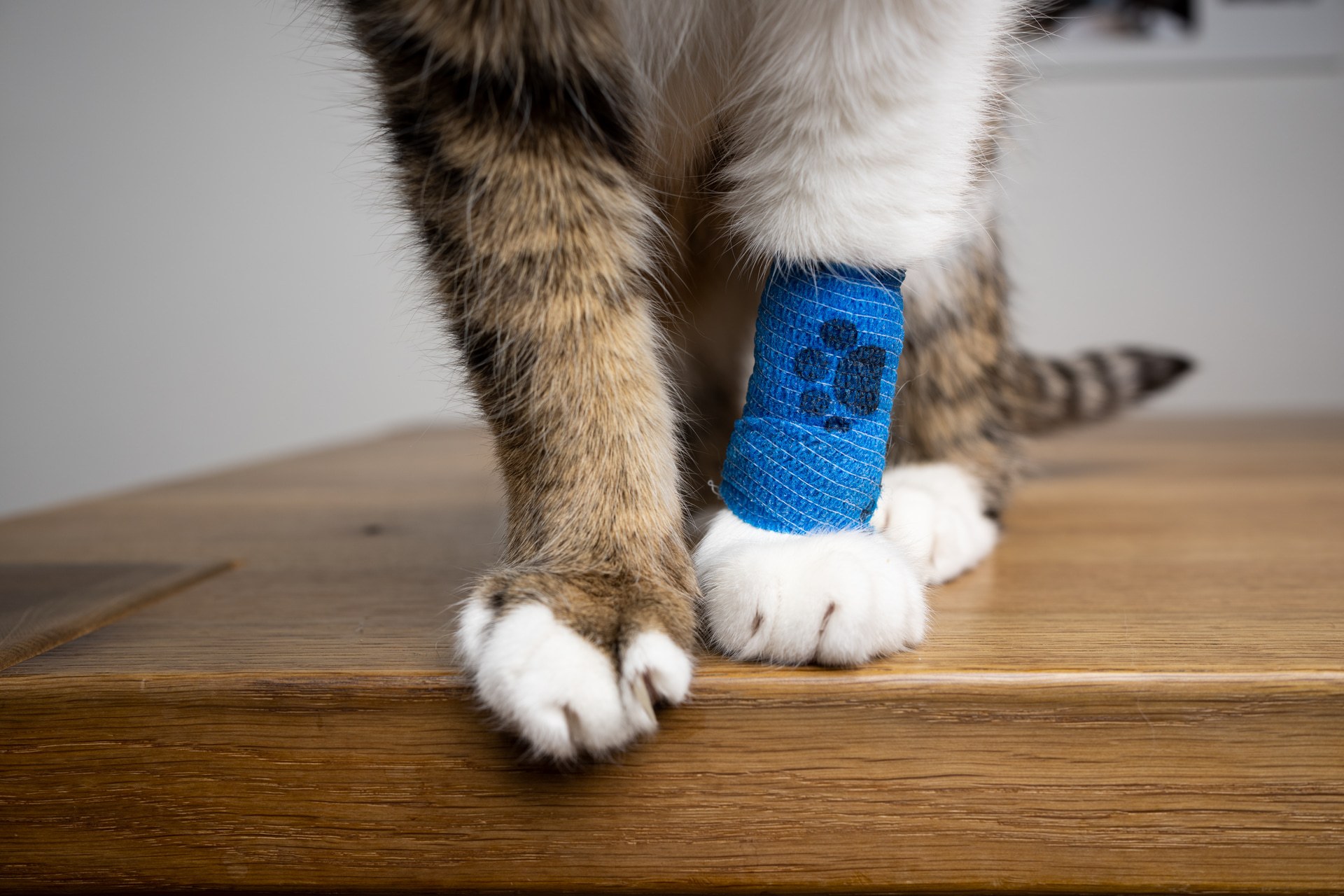 Vets should publish prices and cap medicine costs, watchdog says