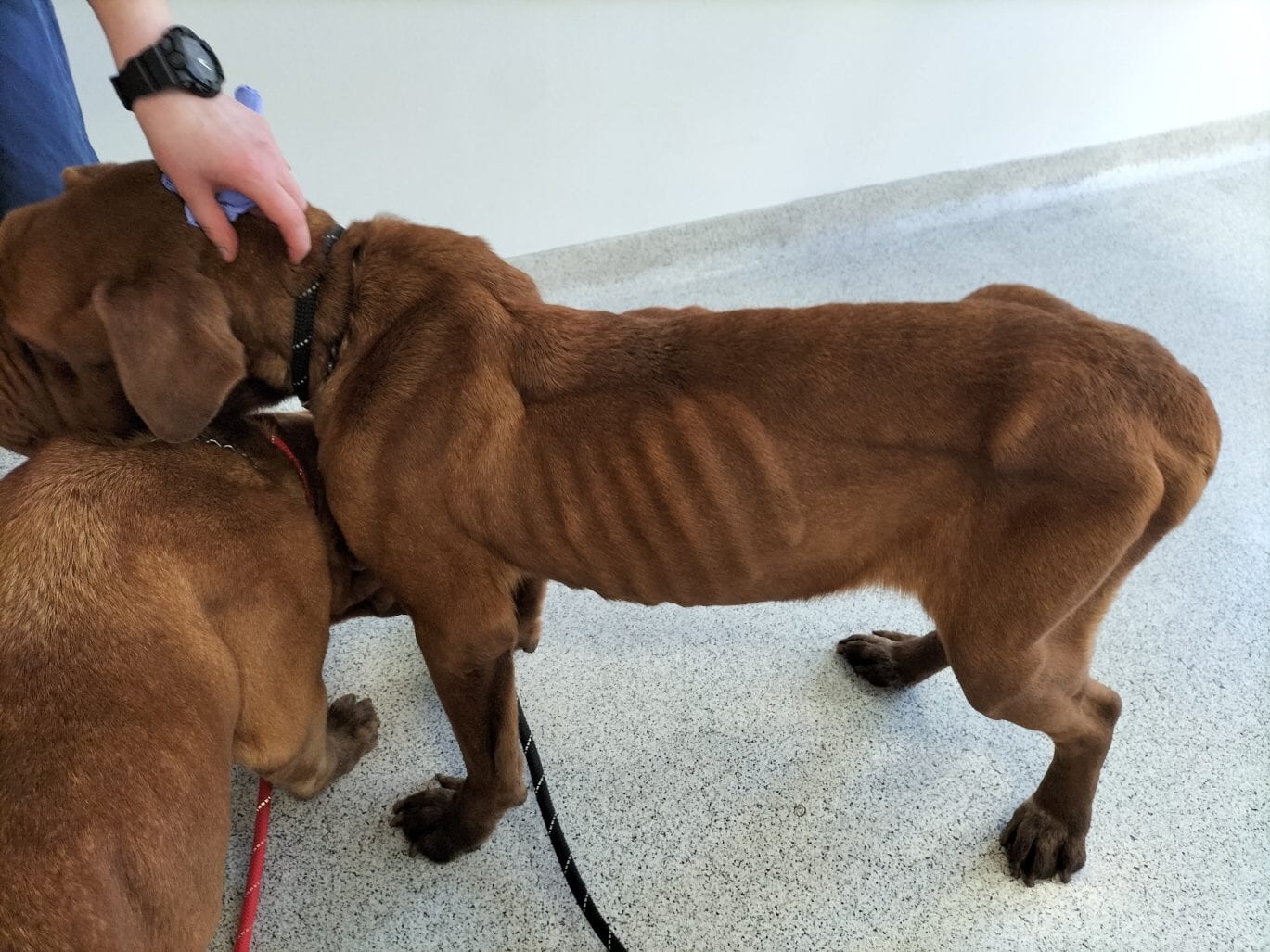 Man banned from keeping animals after emaciated dogs discovered