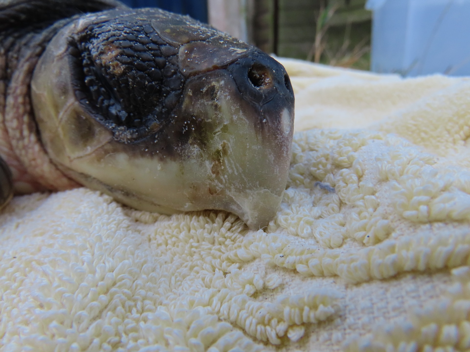 The species is the rarest of all sea turtles in the world.