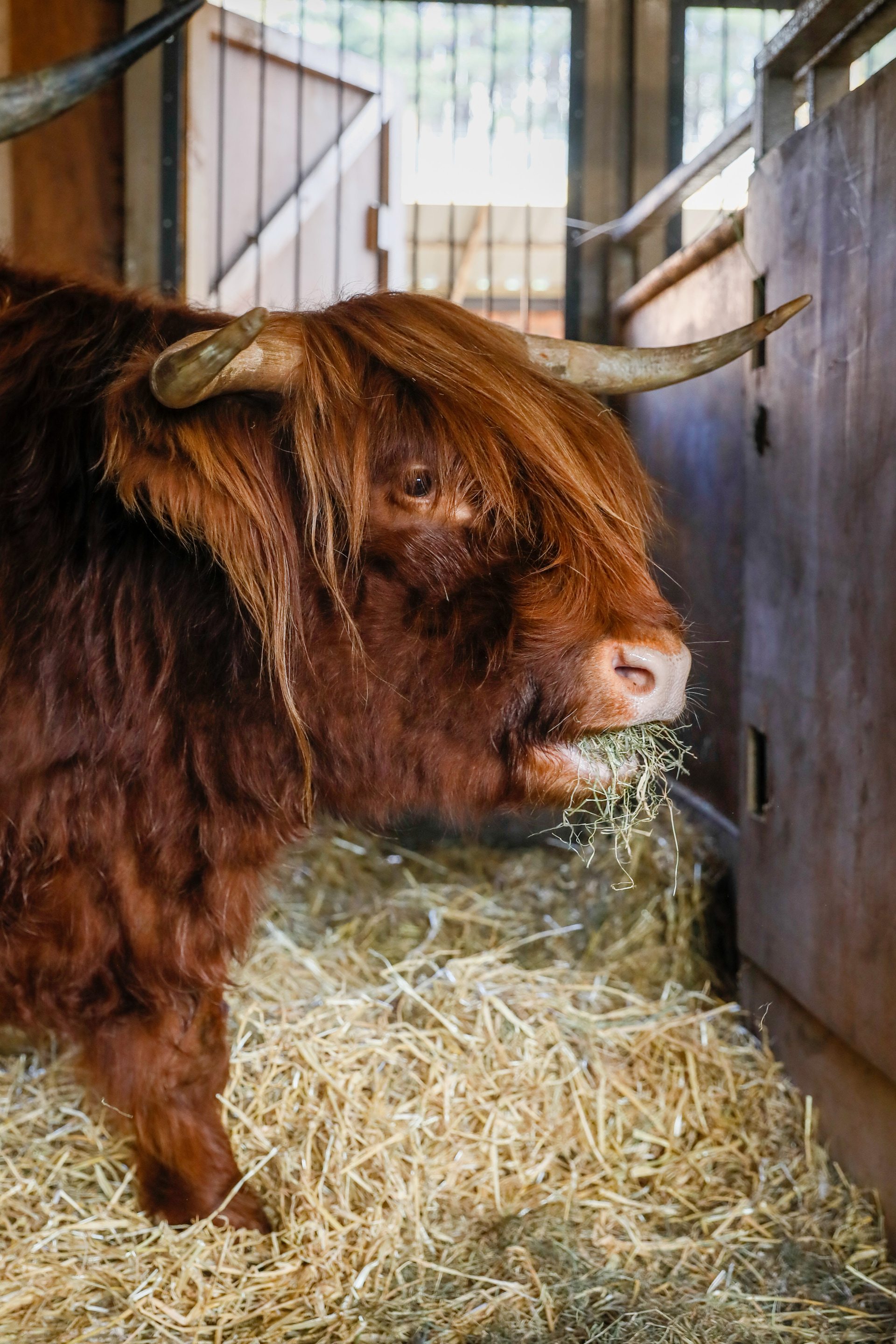 Highland cows arrive at Edinburgh Zoo
