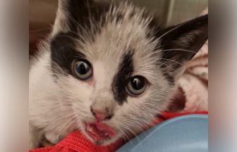 Kitten with broken leg found ‘hanging’ under car at petrol station