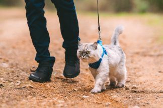 Charity issues harness warning amid rise in owners taking pets for walks