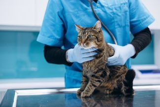 ‘Pets will be suffering because their owners can’t afford the price of treatment’